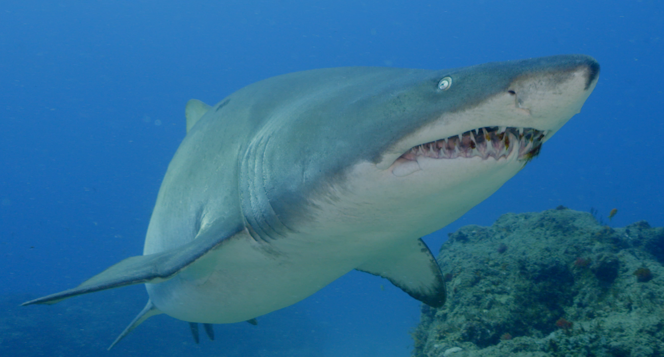 Africa's Claws And Jaws - Love Nature