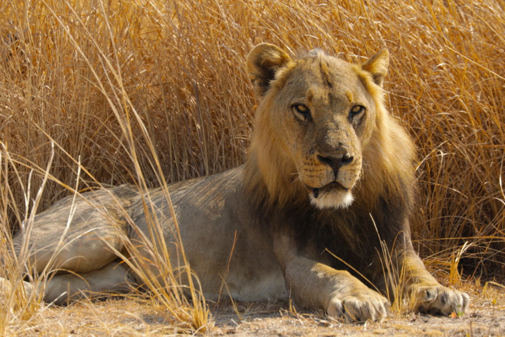 Big Cat Country Love Nature Big cat country love nature