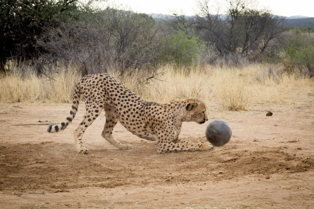 Animals at Play - Love Nature